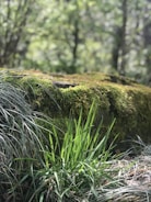 A serene nature shot with enhanced greens and balanced lighting.