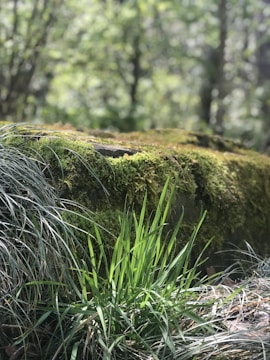 A serene nature shot with enhanced greens and balanced lighting.