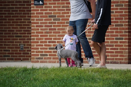 A toddler wearing a white shirt with a print and pink leggings is interacting with a small gray dog on a leash held by an adult. Two adults wearing casual clothing are standing nearby on a paved walkway. The background features a brick wall with a sign indicating a men's restroom.