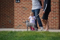 A toddler wearing a white shirt with a print and pink leggings is interacting with a small gray dog on a leash held by an adult. Two adults wearing casual clothing are standing nearby on a paved walkway. The background features a brick wall with a sign indicating a men's restroom.