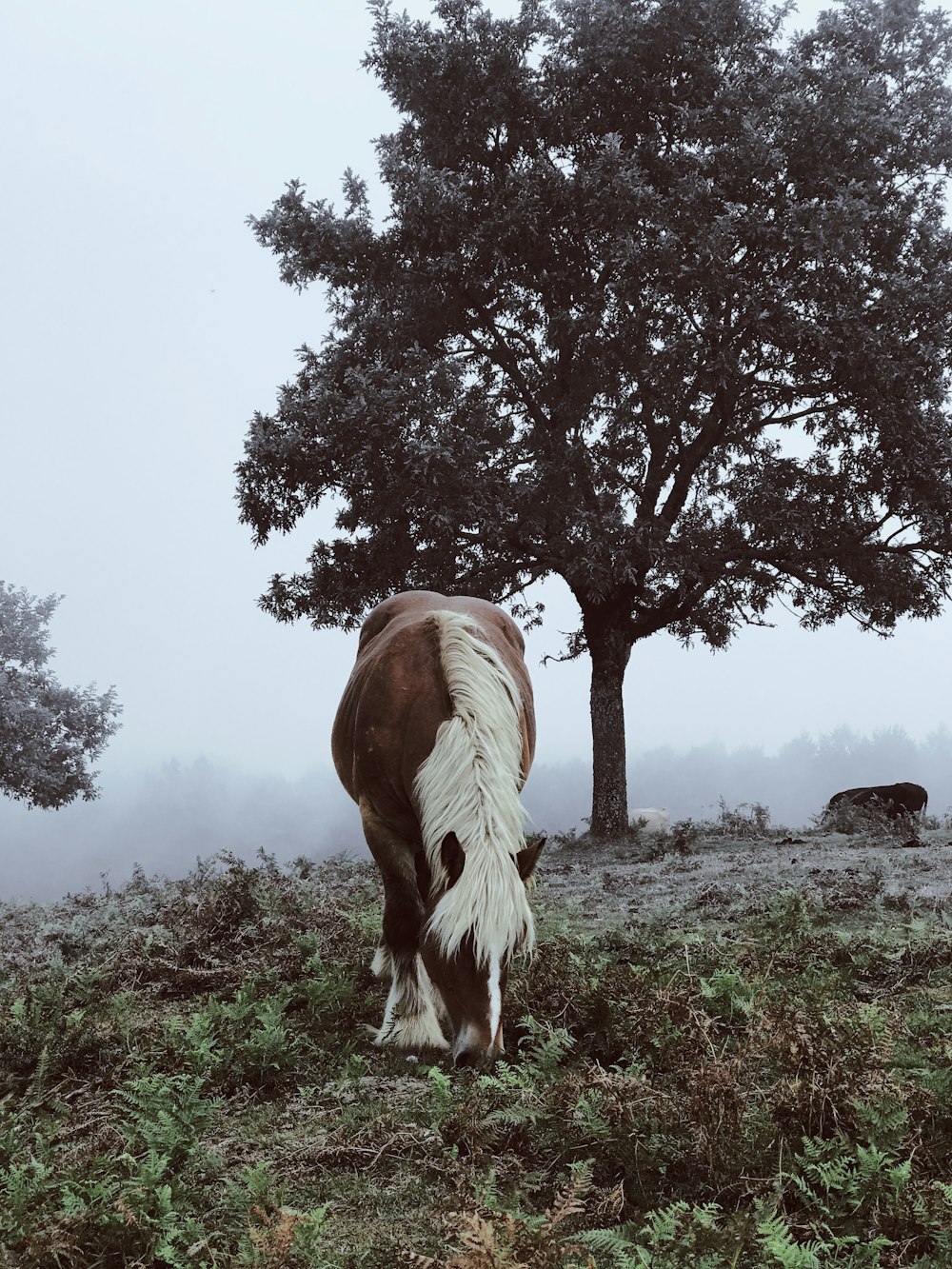 horse pony eating grass near tree