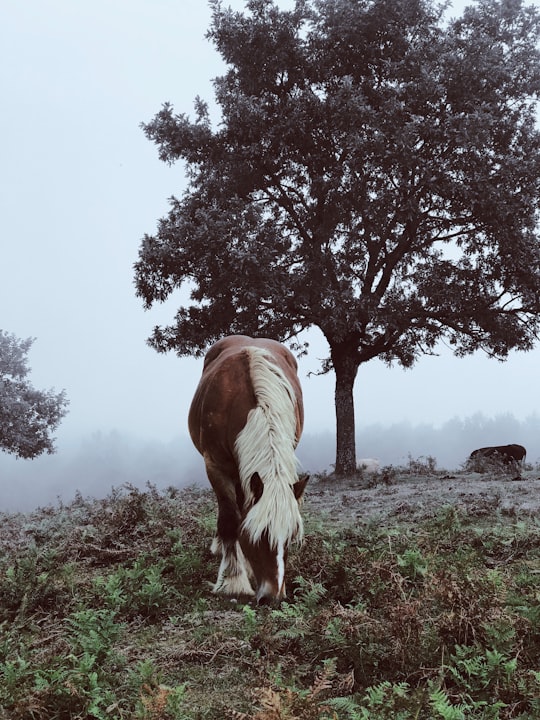 horse pony eating grass near tree in Peñas de Aya Spain