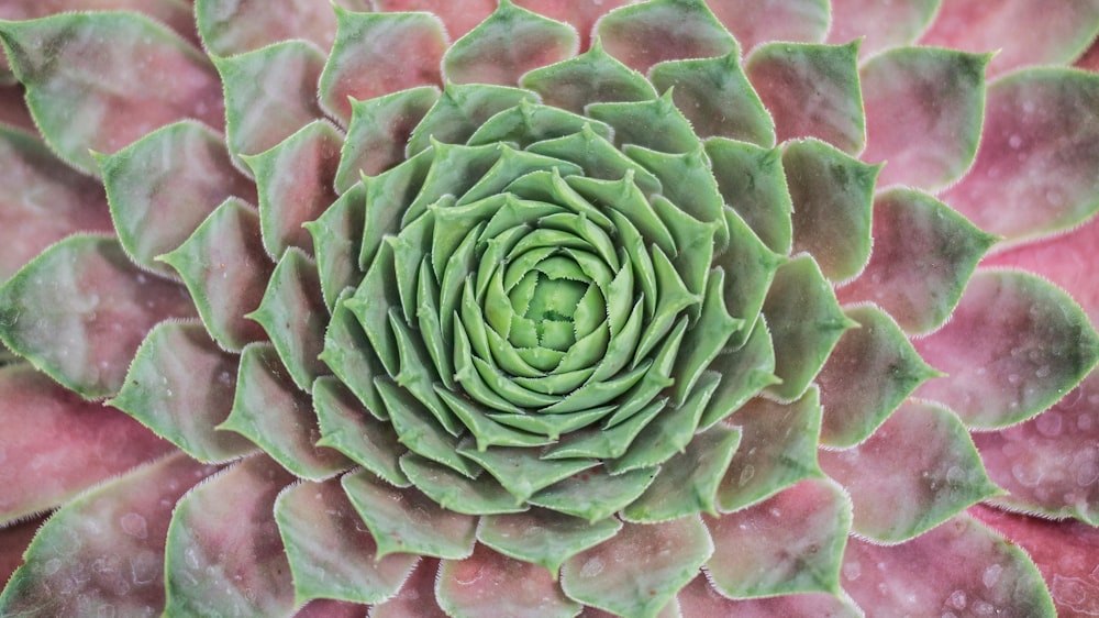 green and purple succulent plant