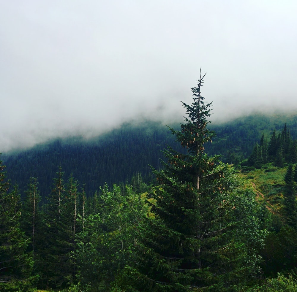 green larch trees