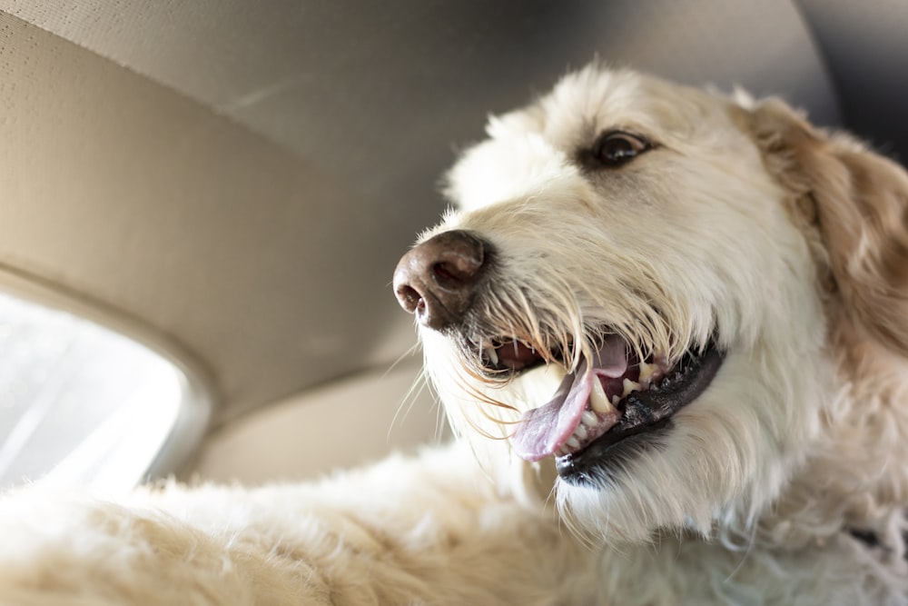 labradoodle inside a vehicle