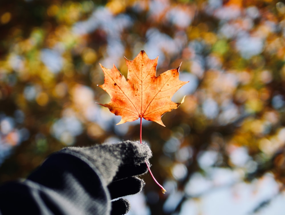 person holding brown maple leaf