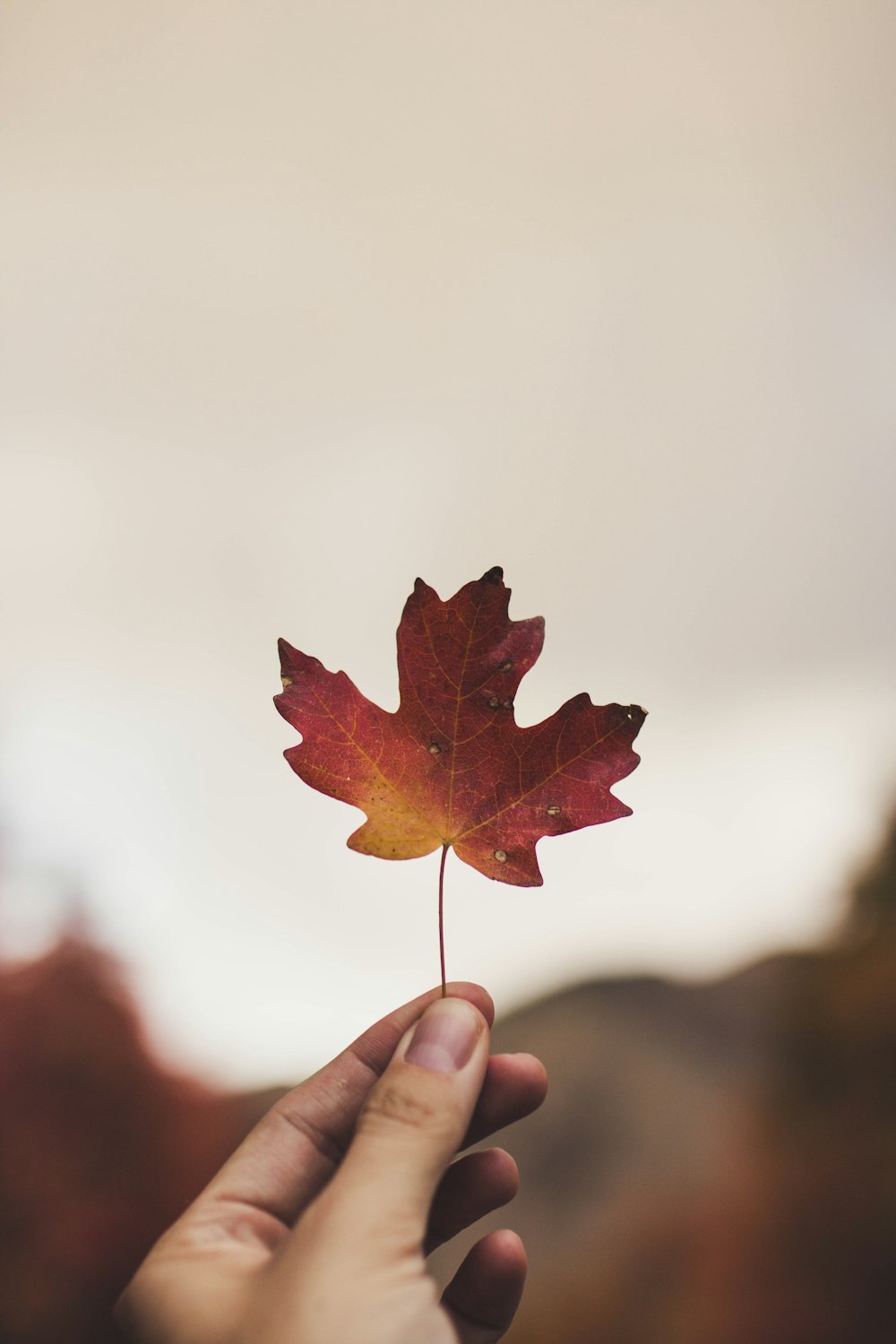 selective focus photography of person holding maple leaf