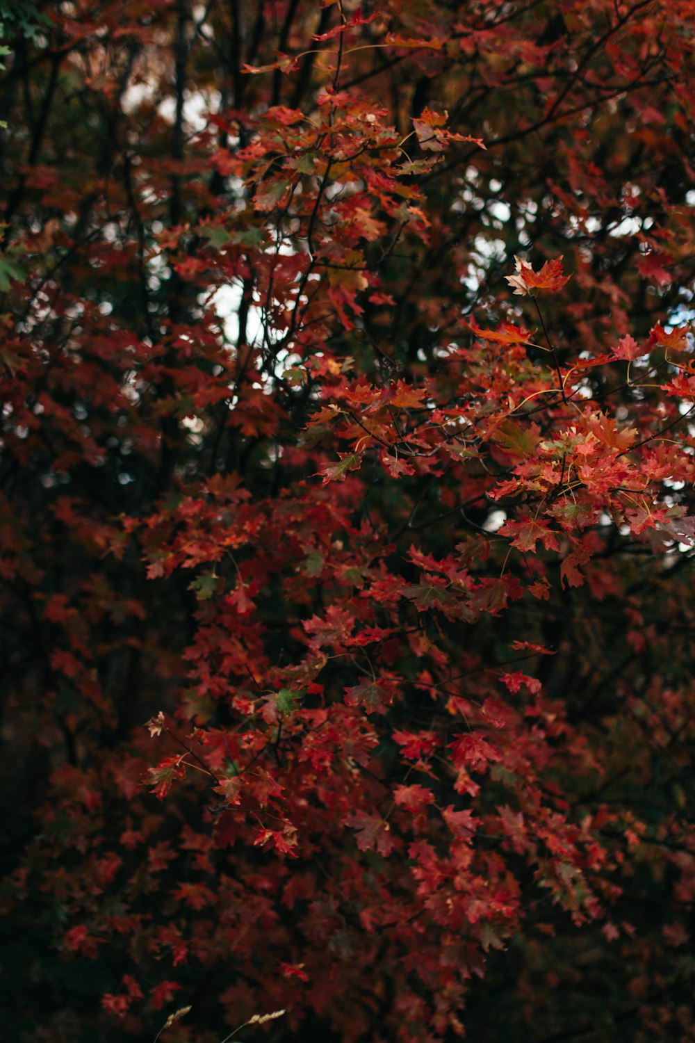 red-leafed tree