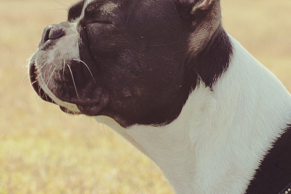 adult Boston terrier on brown open field during daytime