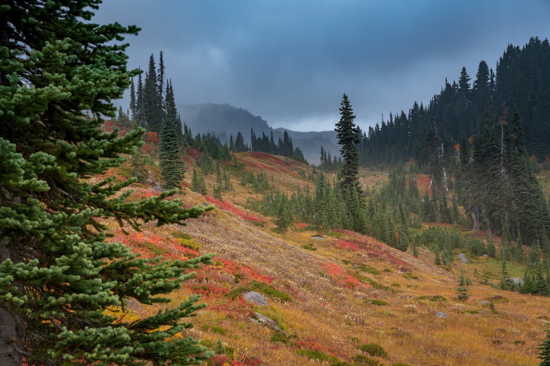 Tropical and subtropical coniferous forests photo spot Mount Rainier National Park Snow Lake