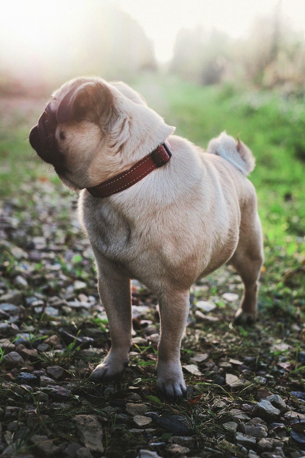 pawn pug in green field