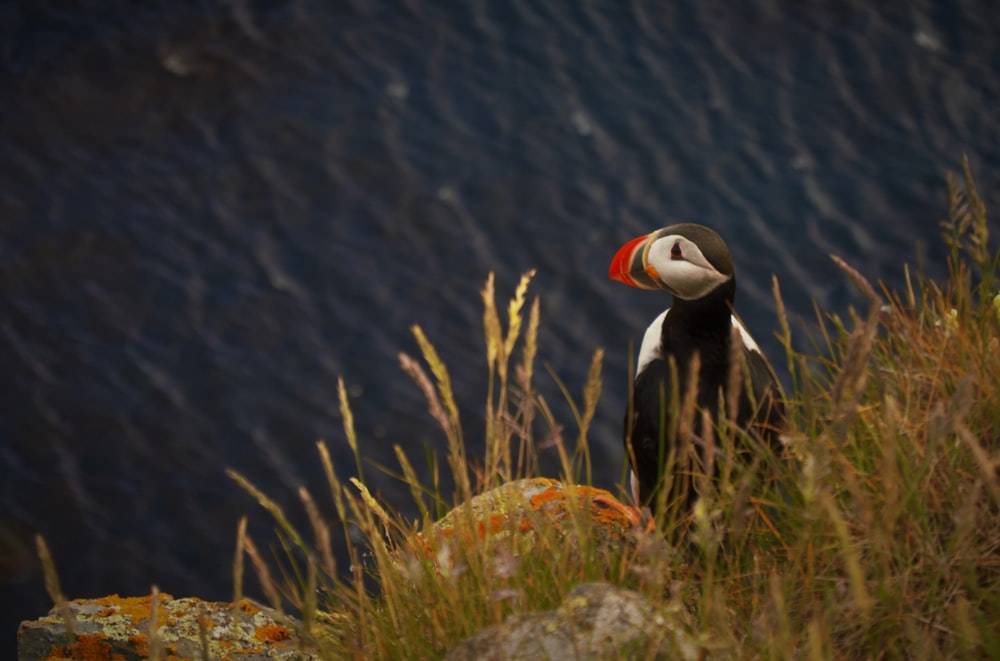 pinguino bianco e nero