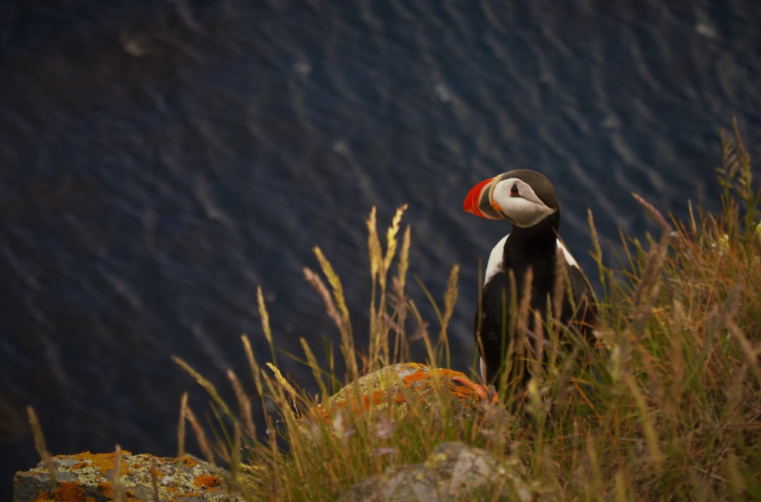 Wildlife photo spot Látrabjarg Snæfellsbær