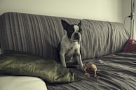 A dog is sitting on a striped couch with a green decorative pillow beside it. In front of the dog, there is a rubber chicken toy. The setting is indoors, with soft lighting, creating a cozy atmosphere.