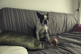 A happy dog playing with a colorful toy in a cozy home setting.