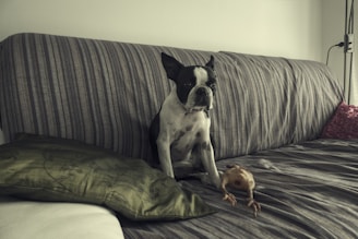 A dog is sitting on a striped couch with a green decorative pillow beside it. In front of the dog, there is a rubber chicken toy. The setting is indoors, with soft lighting, creating a cozy atmosphere.