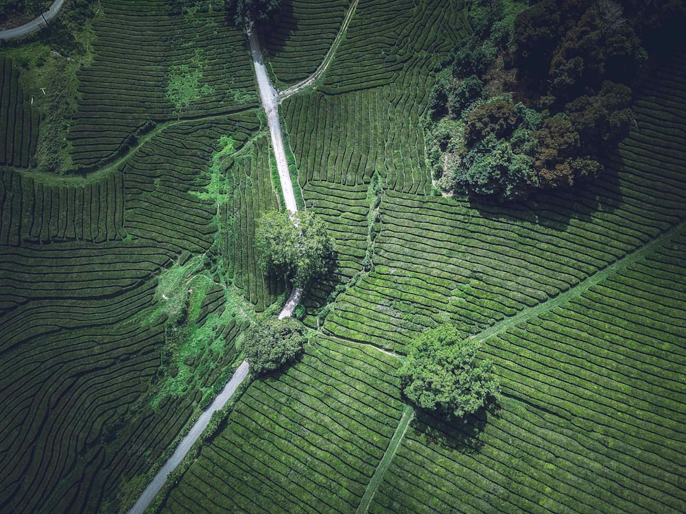 aerial photo of green field during daytime