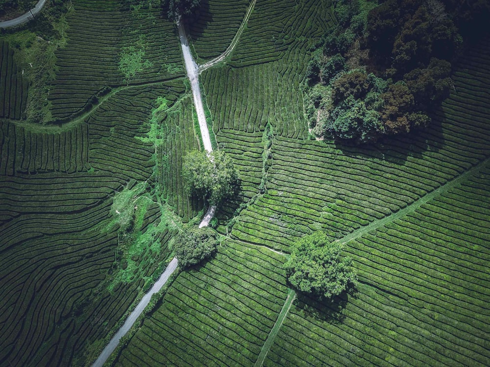 Photo aérienne d’un champ vert pendant la journée