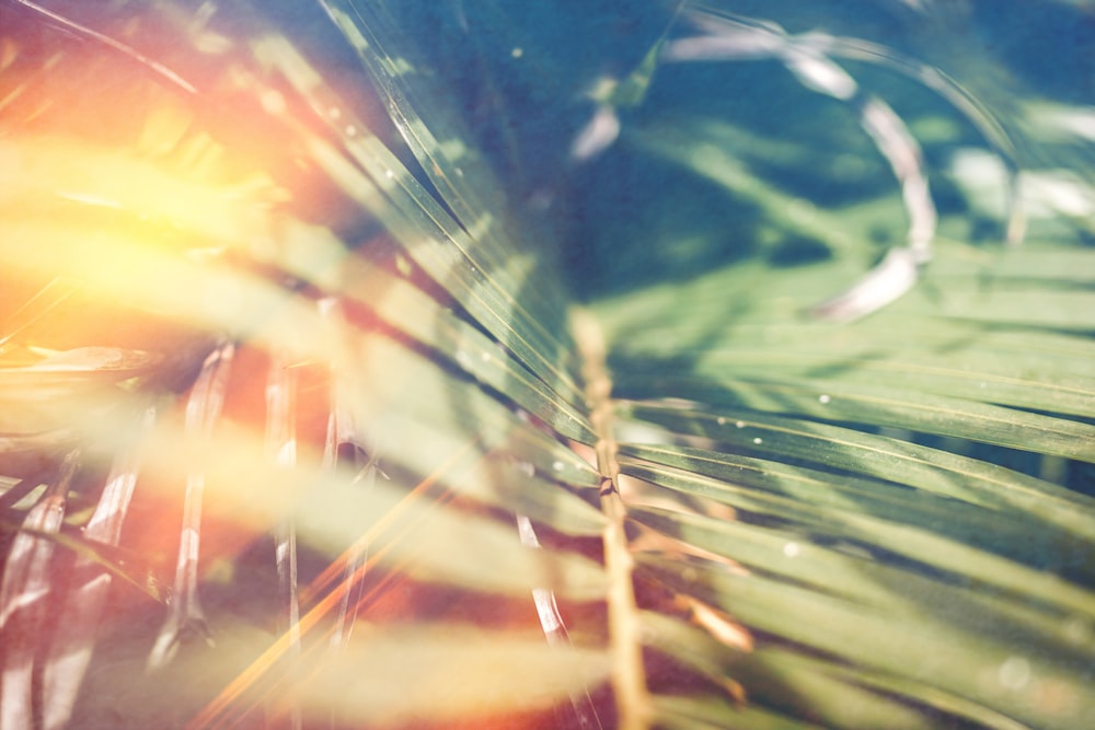 a close up of a palm leaf with a blurry background