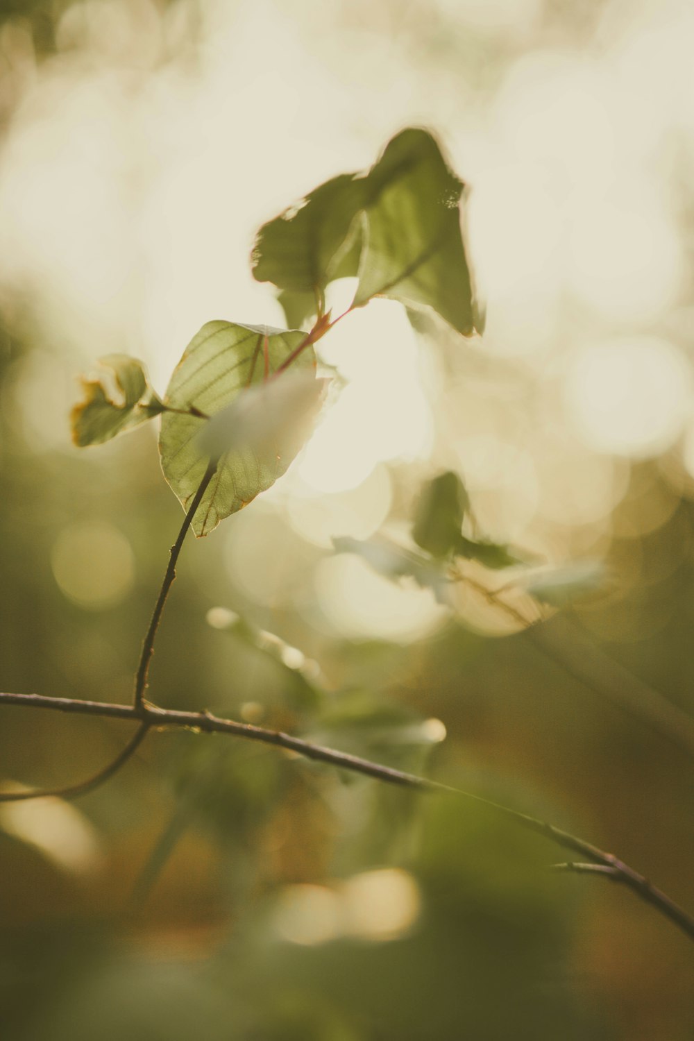 selective focus of green leaf