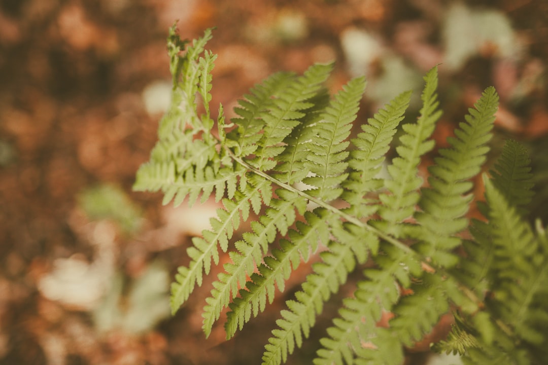 green fern near dried leaves