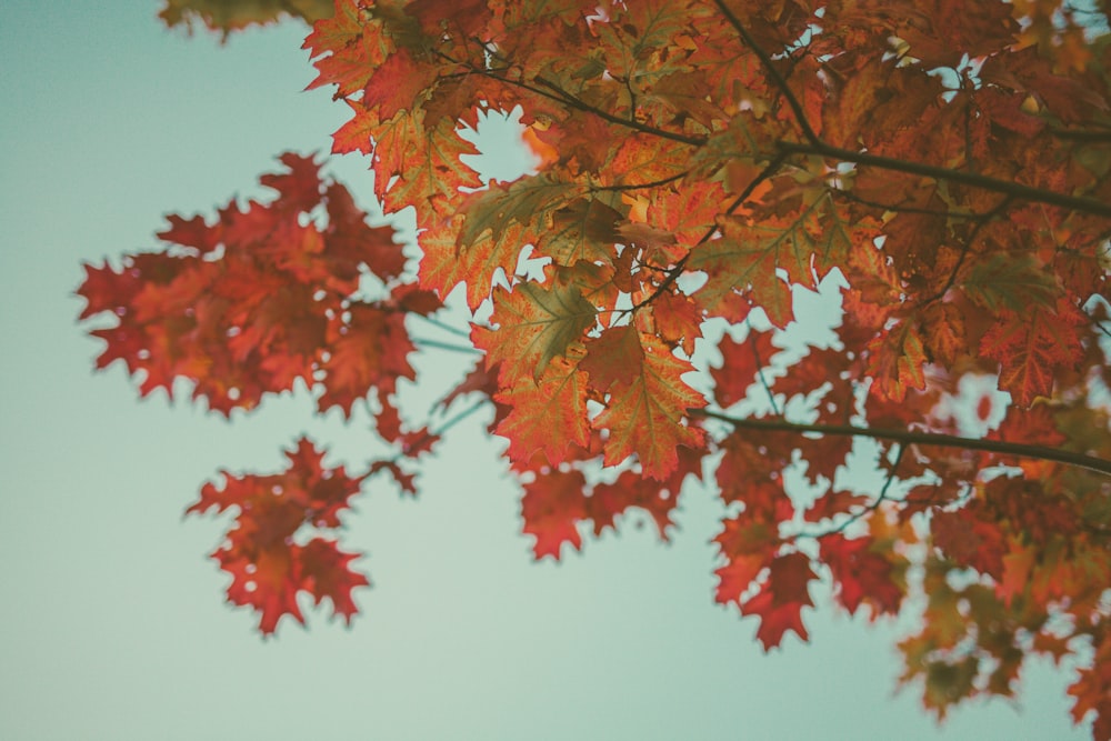 red-leafed tree