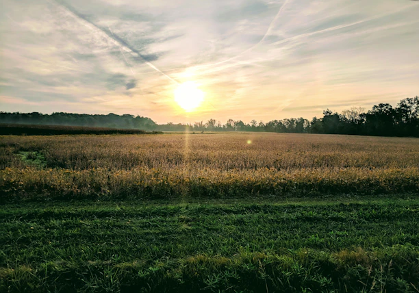 A serene farm field at sunrise with fresh green crops and golden sunlight.