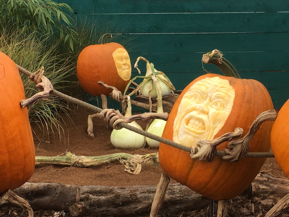 squashes decor on garden