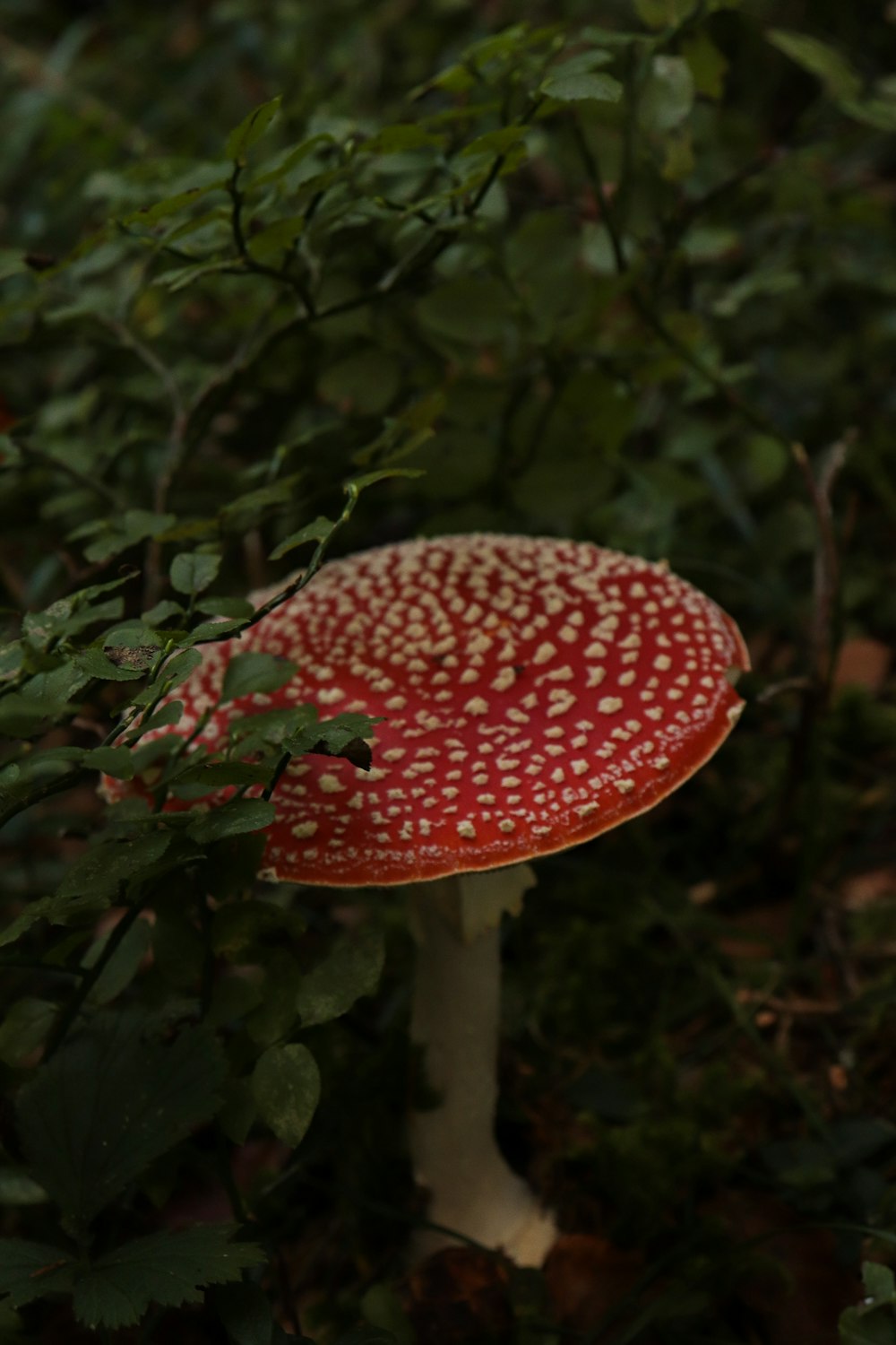 red and white mushroom surrounded by green-leafed plants