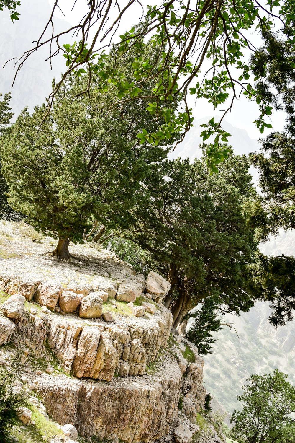 green leafed trees on hill