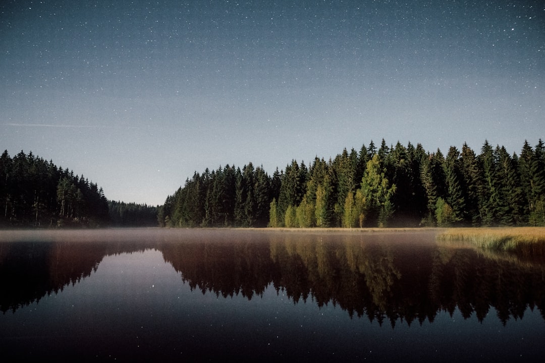 green trees and body of water