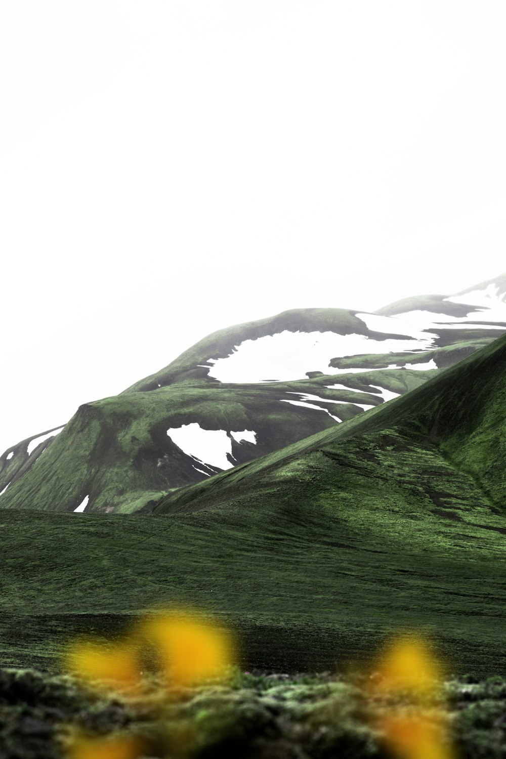 un champ avec des fleurs jaunes au premier plan et une montagne en arrière-plan