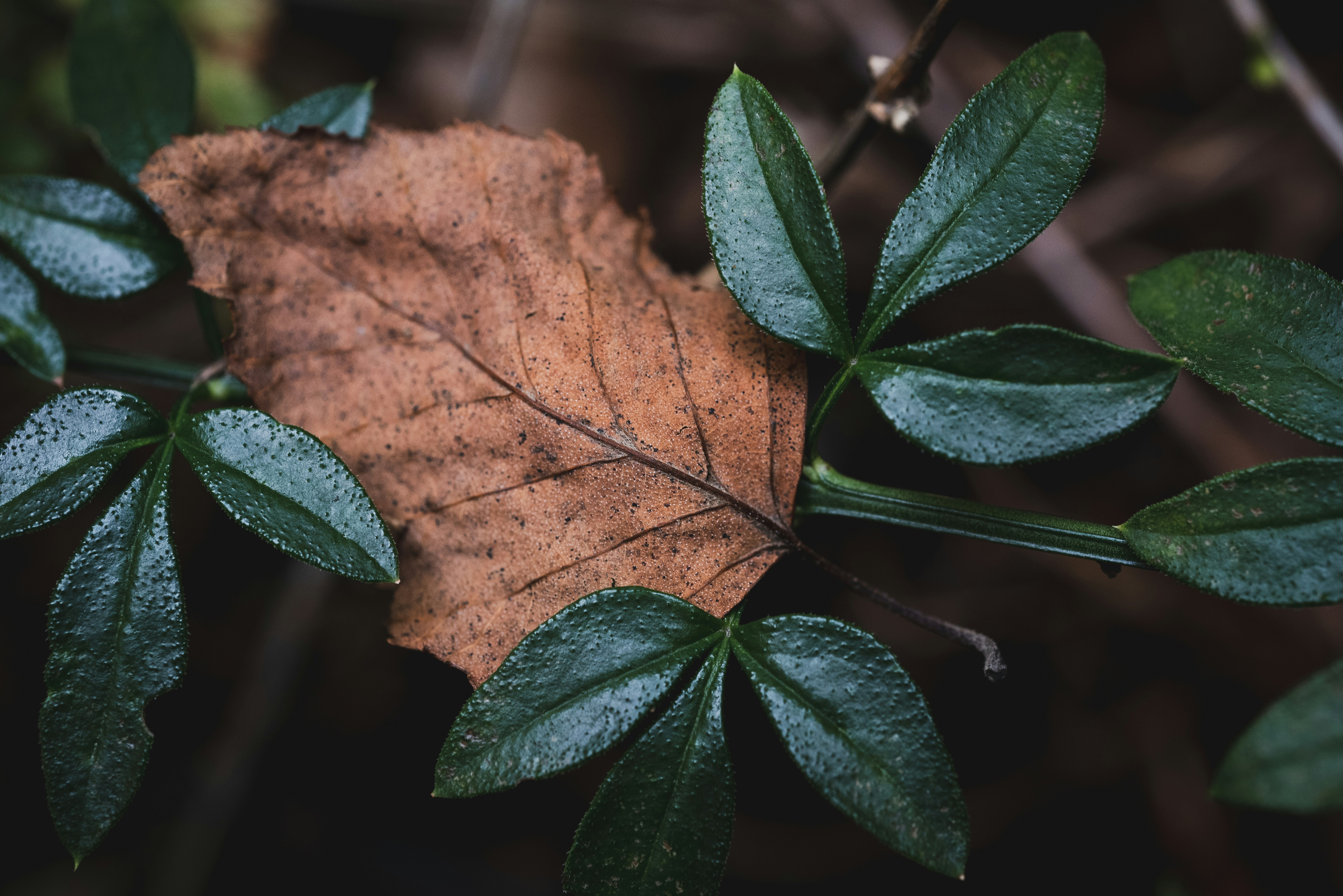 Beech растение. Как живут листья. Стихотворение листок тютчев. Листья картинки почвы. Как живут листья.