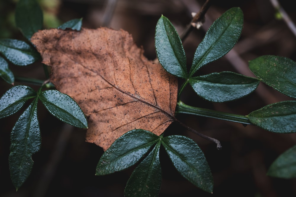 green leaf plant