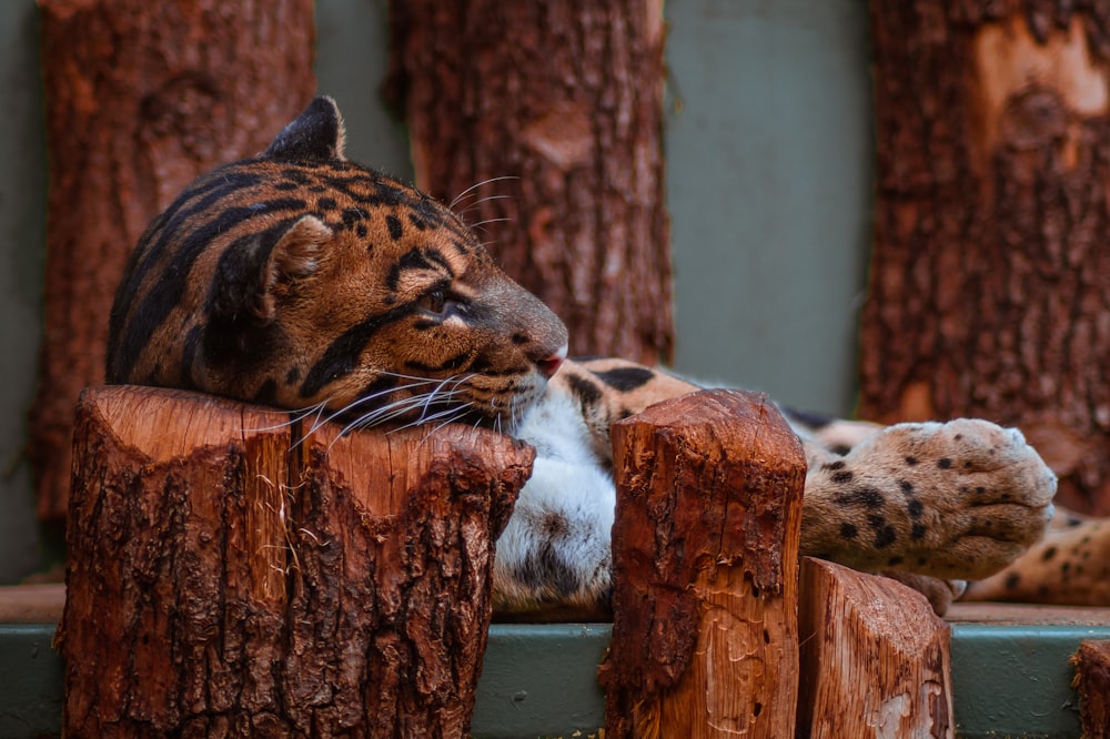 tigre arancione sdraiata