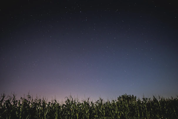 A starry night sky over a quiet Midwest farm, with silhouettes of wheat gently swaying in the breeze.