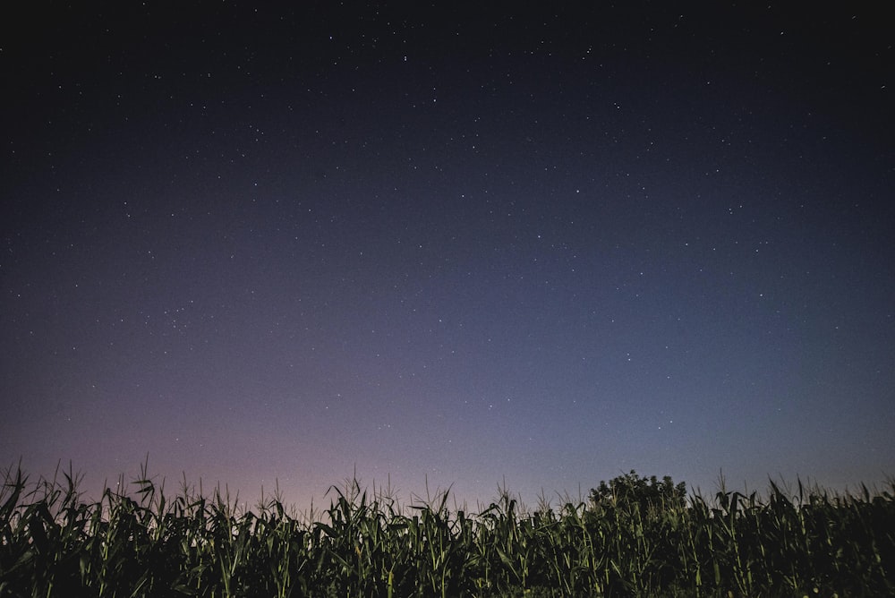 low angle photo of corn field