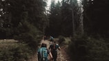 Early morning hikers setting off on a trail surrounded by dense forest.