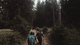 A group of hikers walking along a forest trail with backpacks and trekking poles.