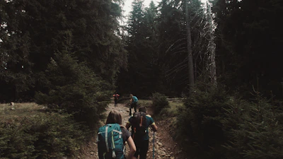 A group of hikers walking along a forest trail with backpacks and trekking poles.