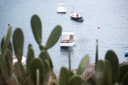 Three boats are floating on a calm body of water, with a couple of buoys nearby. The scene is viewed through out-of-focus cactus plants in the foreground. The water is a gentle shade of blue, and the boats vary in design, one with an elegant canopy.