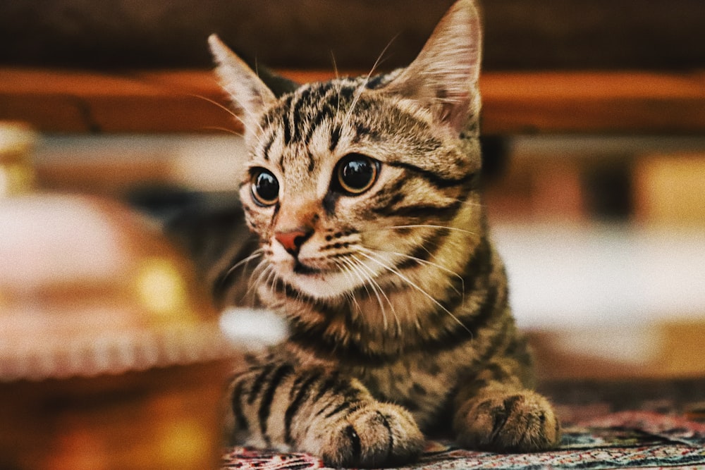 Fotografia de foco raso do gatinho marrom Tabby