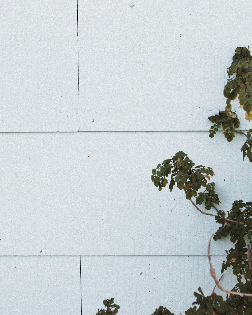 green leaf plant beside wall