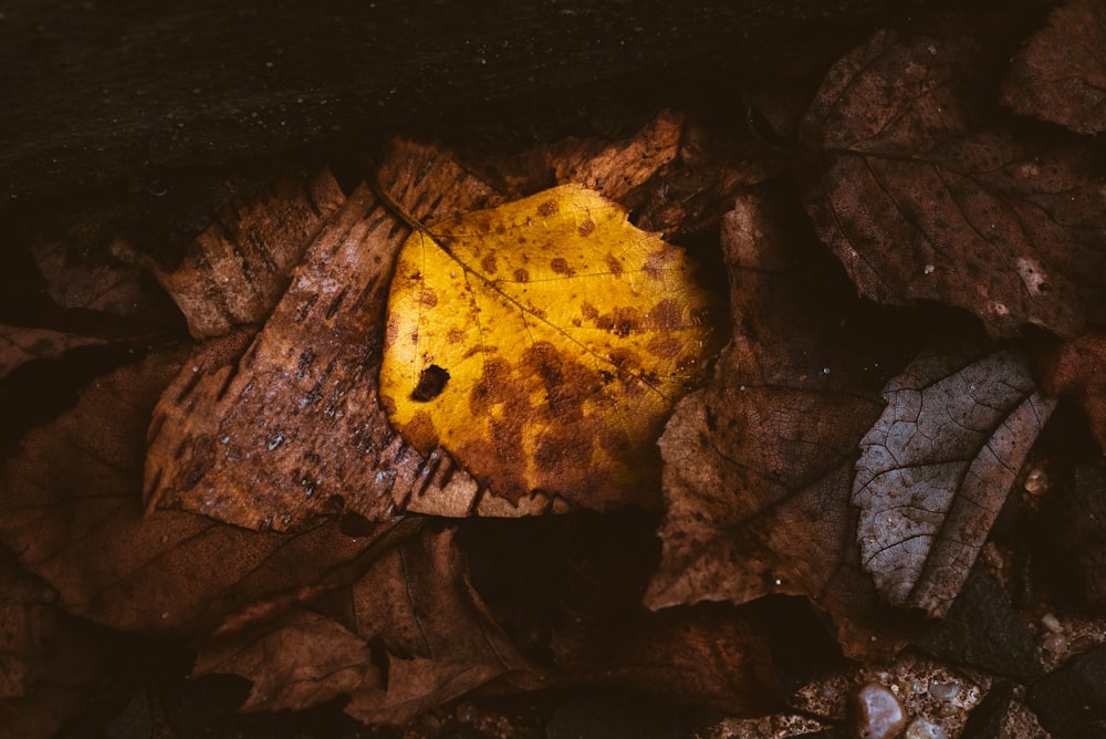 brown leaves