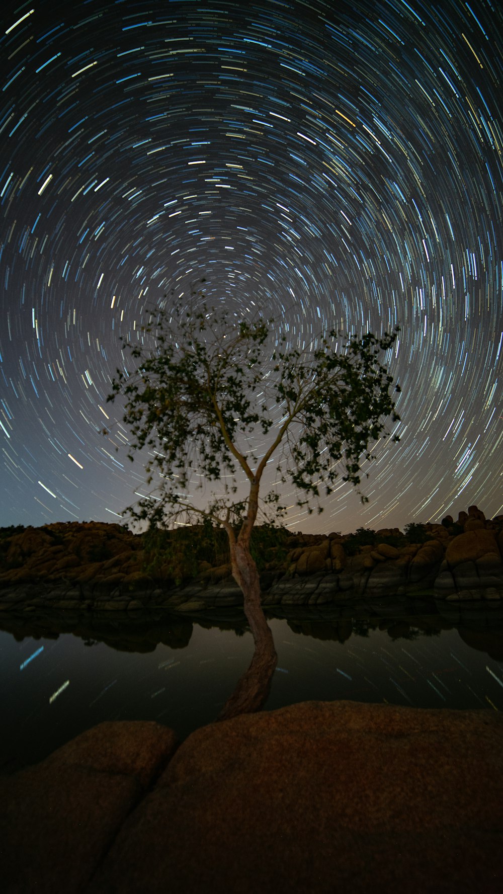 time lapse photography of tree