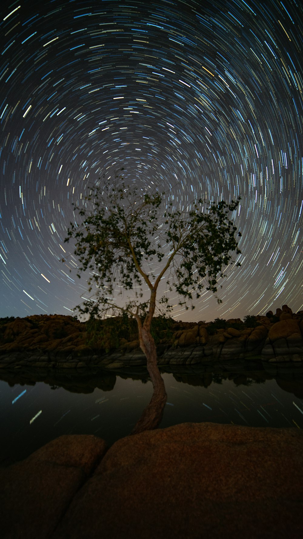 Fotografia time lapse dell'albero