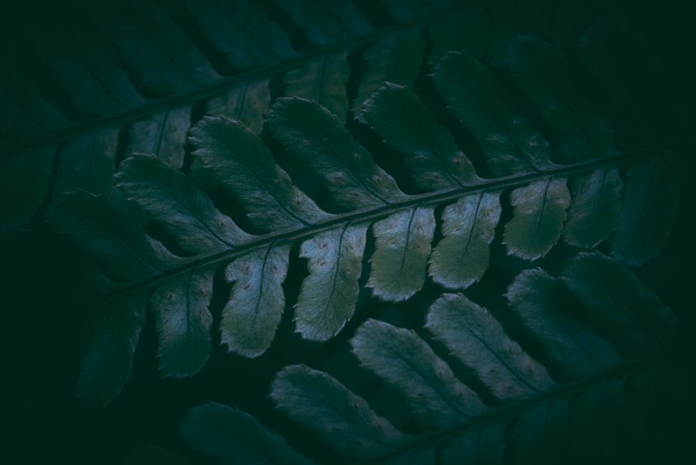 a close up of a green leaf on a dark background