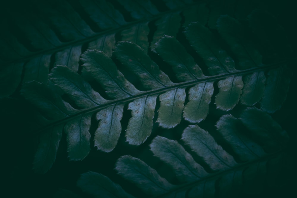 어두운 배경에 녹색 잎사귀 클로즈업