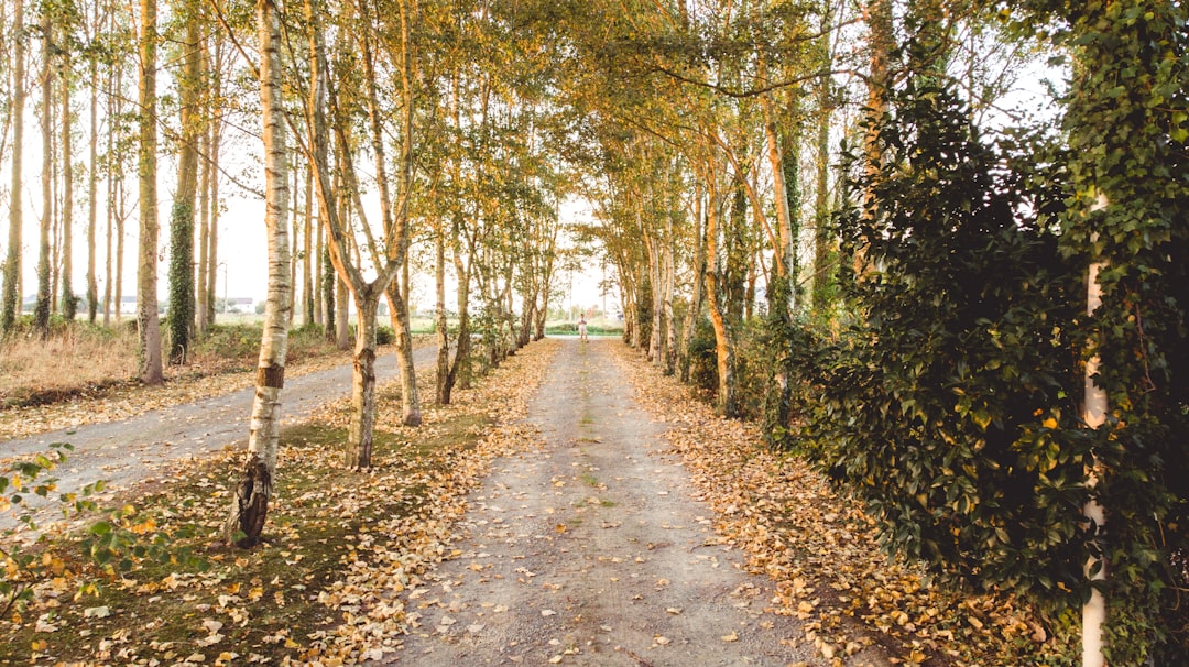 photo of Pleurtuit Forest near Pointe du Grouin