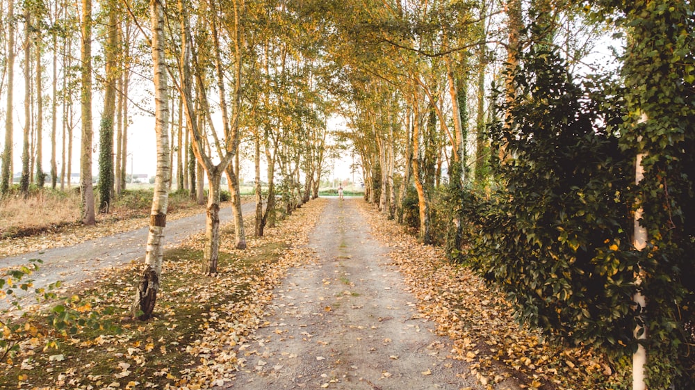 pathway surrounded by trees during daytime